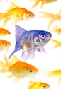 Stand out from crowd fish targeting